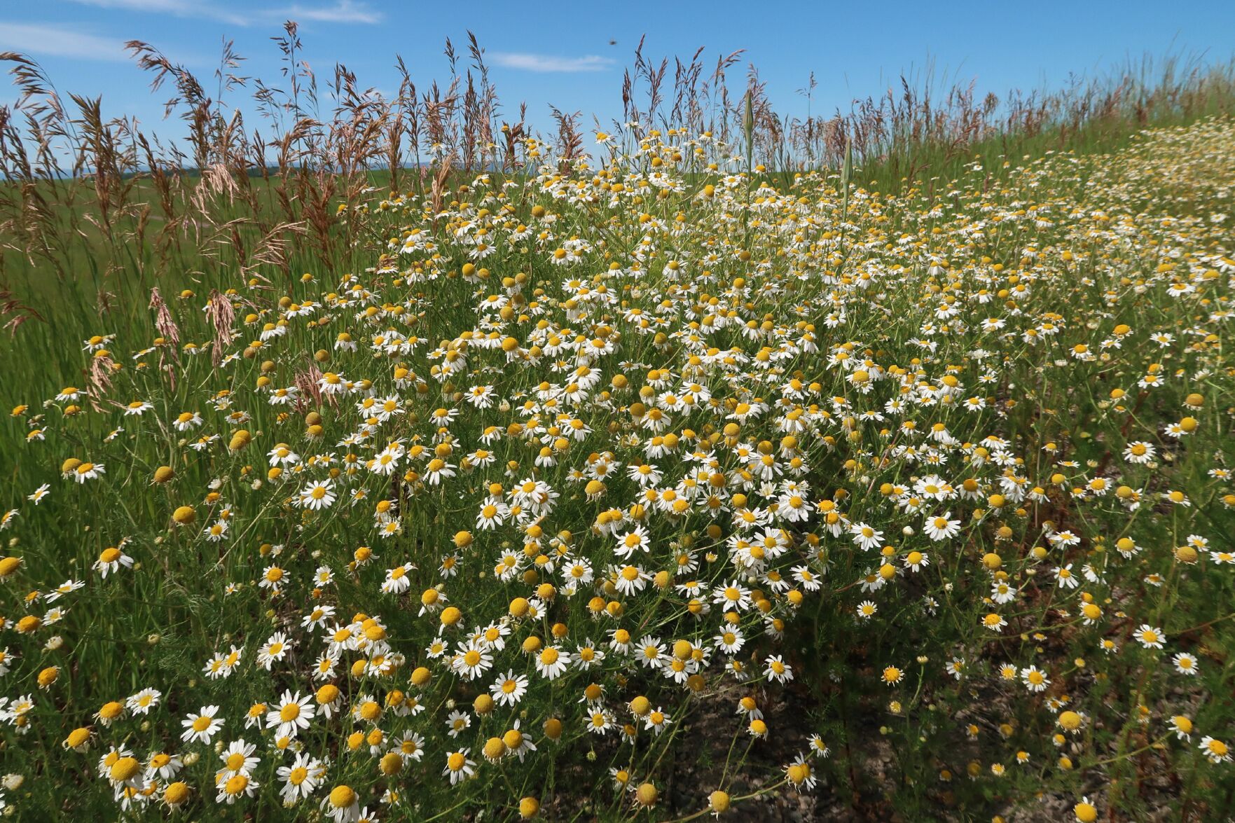 July Flowers